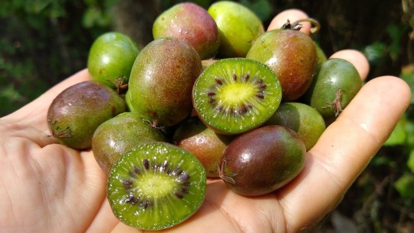 bea106 kiwiberry.jpg